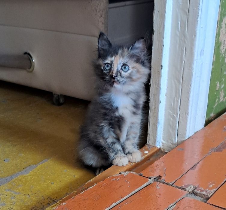 Кошечка бесплатно в добрые руки
