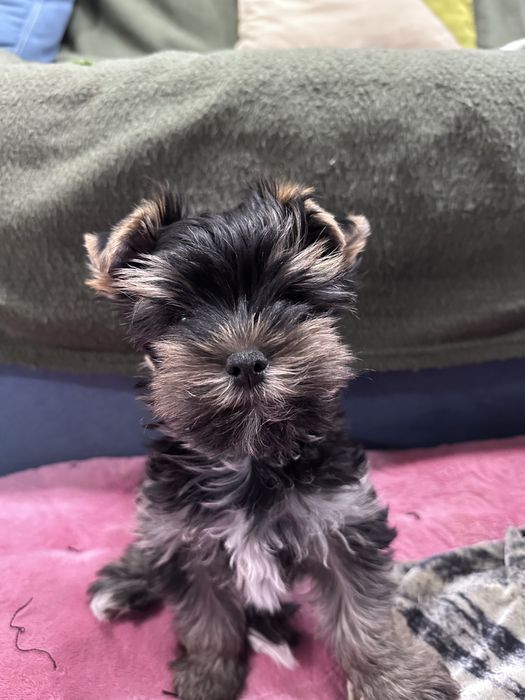 Щенок йоркширского терьера