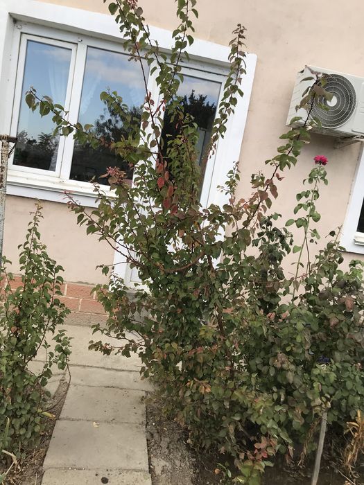 Молодые Саженцы Абрикос