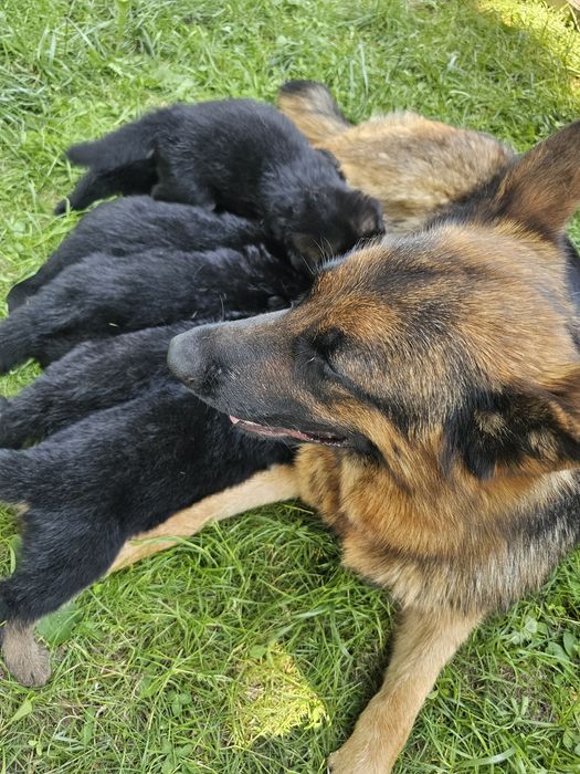 Puiuti Ciobanesc German, linie de show, din parinti cu pedigree