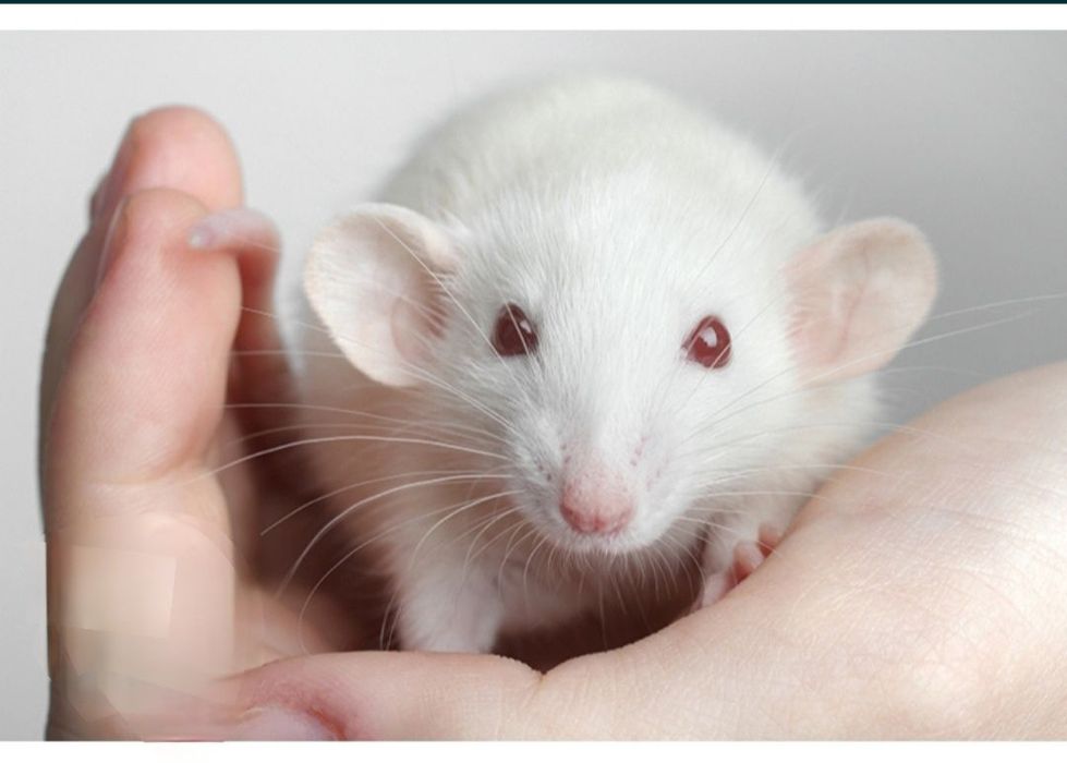 крысы  разного цвета