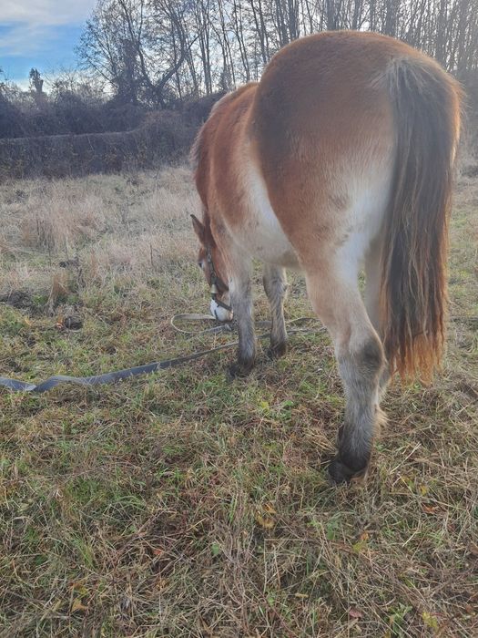 Vând mânz semigreu