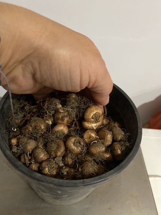 Bulbi brândușe diverse culori