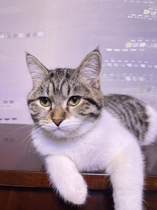 скоттиш страйт порода 5 месяцев