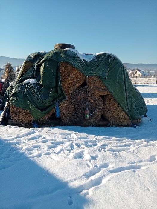 Vând baloţi de lucernă