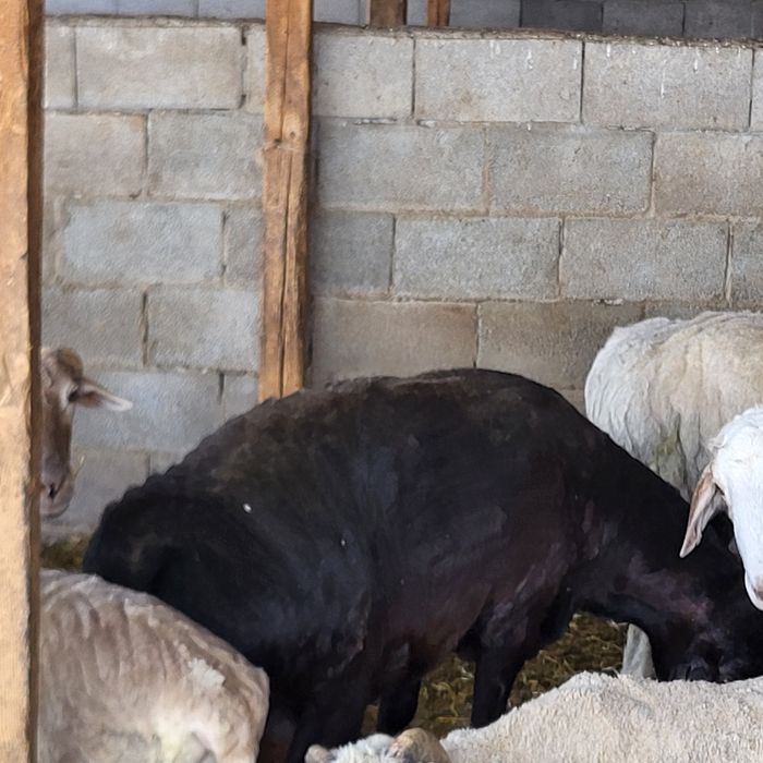 Продам больших Эдильбайских