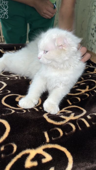 Oppoqina mushukcha sotiladi