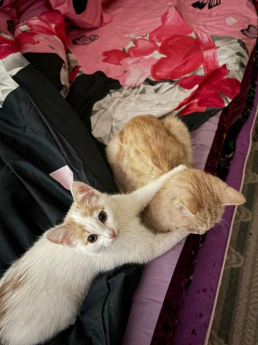 Котенок Малчик))