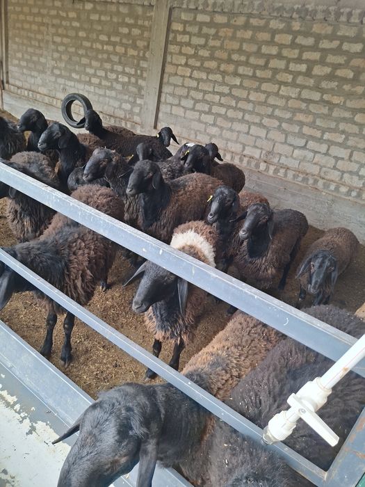 Qurbonlikka Qoy sotiladi