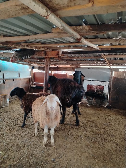 Гиссар қошқар ұрықтықка