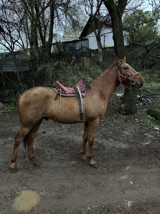 Донен сатвлад   .