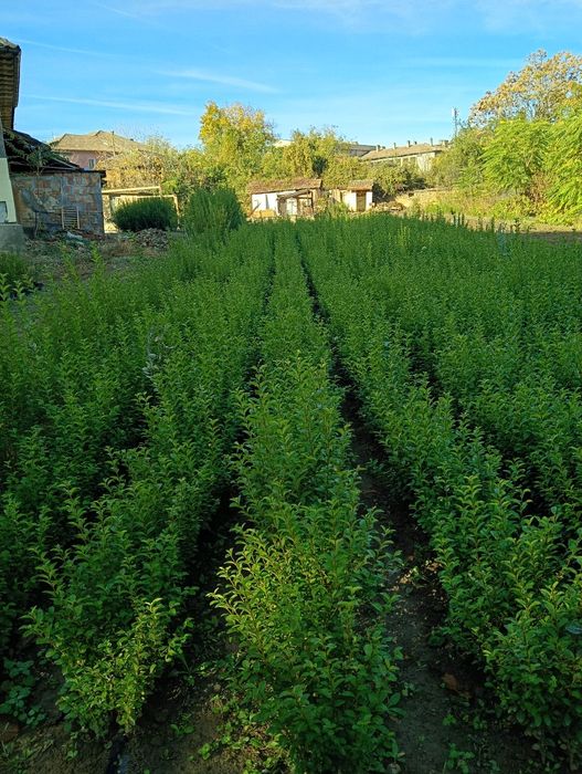 Продавам вечнозелен Лигуструм (Ligustrum Ovalifolium) на гол корен!