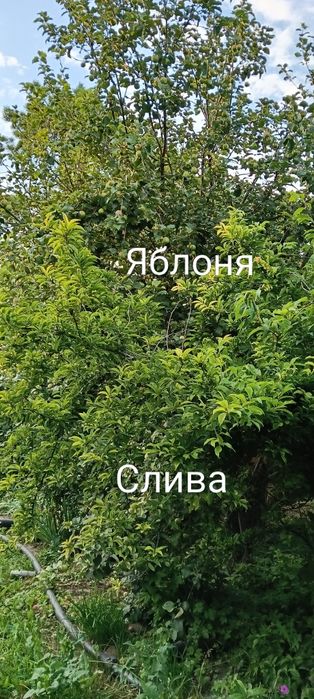 Продам дачу в хорошем состоянии.