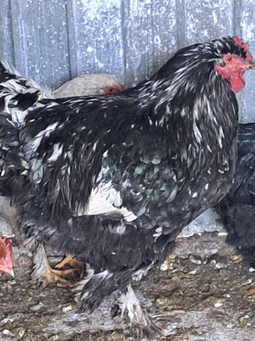 vând sau schimb cocoși brahma