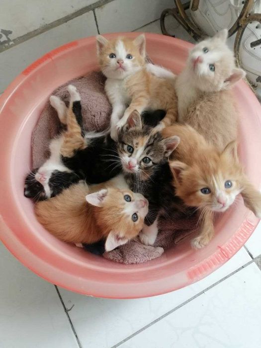 Бесплатно домашние котята