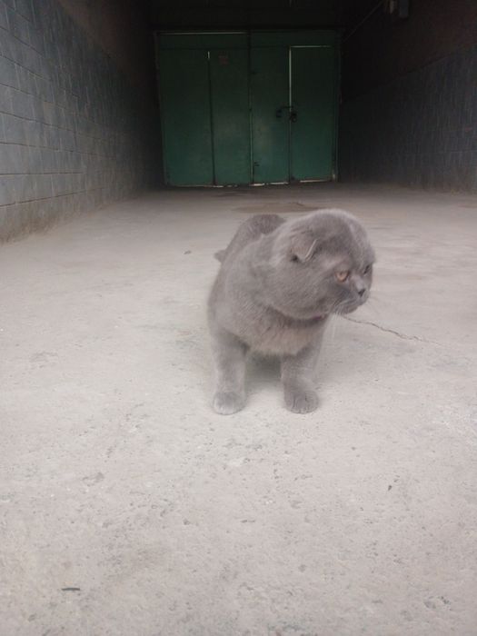 Skotish fold 10 oylik