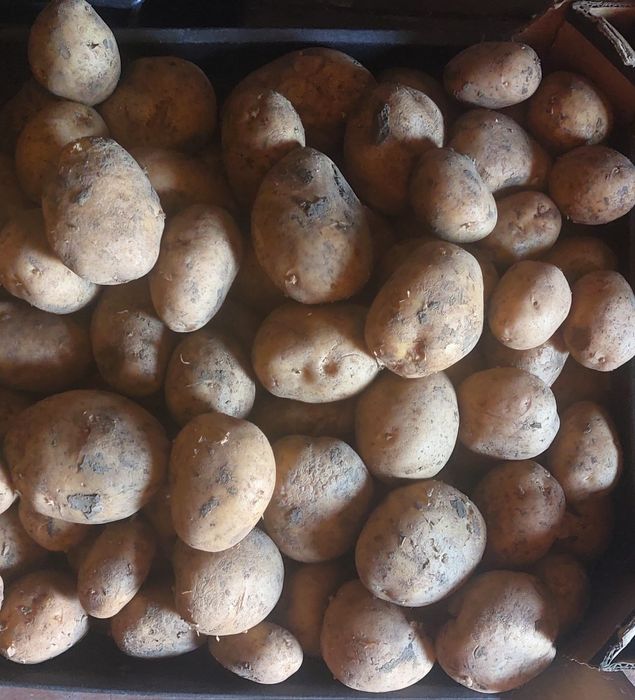 Продам картофель