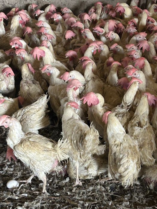 Куры несушки с доставкой