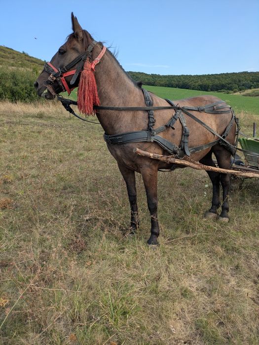 Vând iapă de șase ani