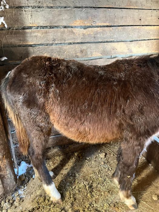 Продаю жабагы девочки