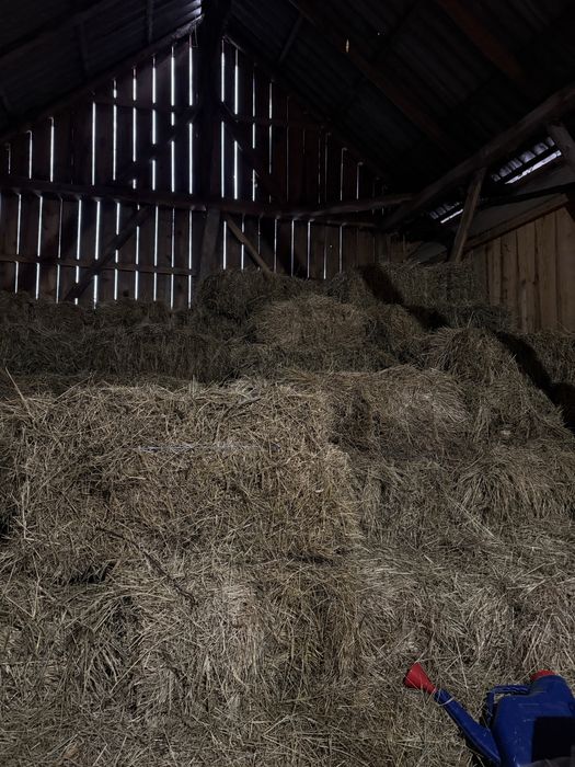 Vând baloți de fân.