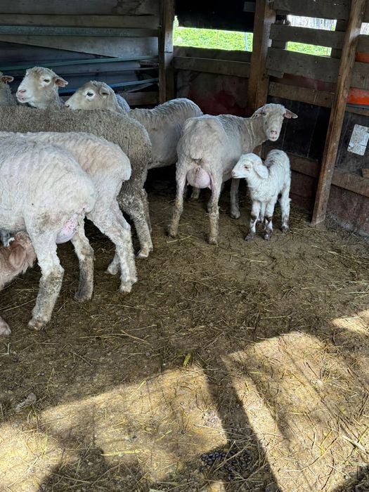 Продам Баранов с ягнятами