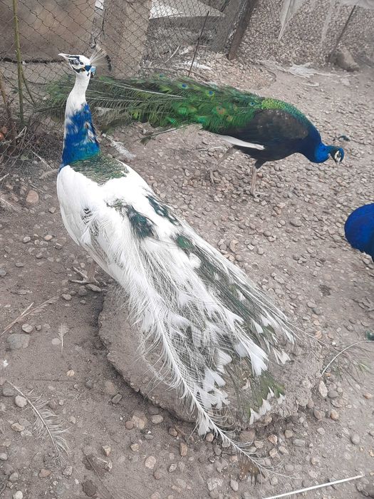 vand pauni maturi si pui