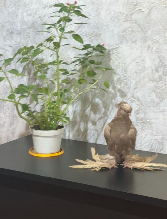 Голубь                  .