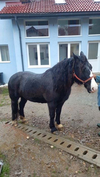 Iapă de vânzare  ...