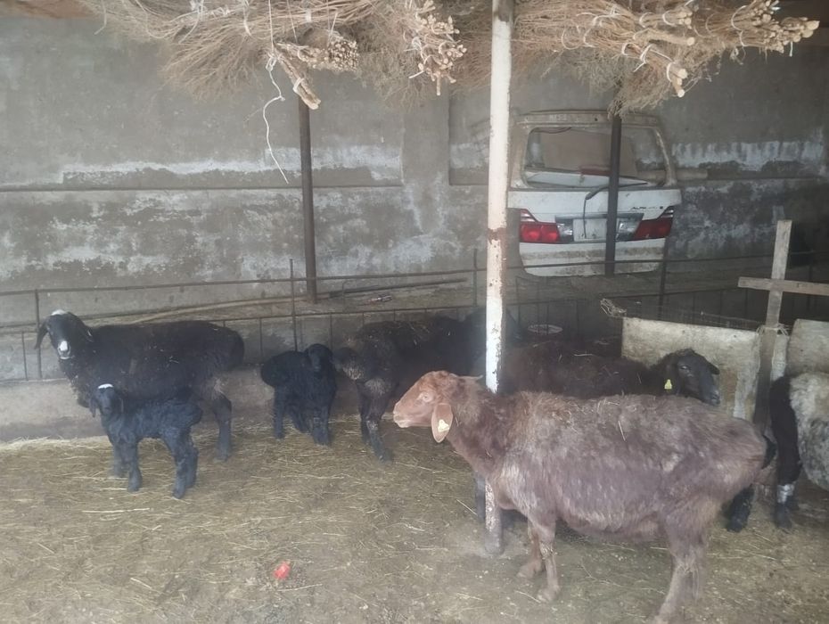 10 БАС Қозылы қойлар бар