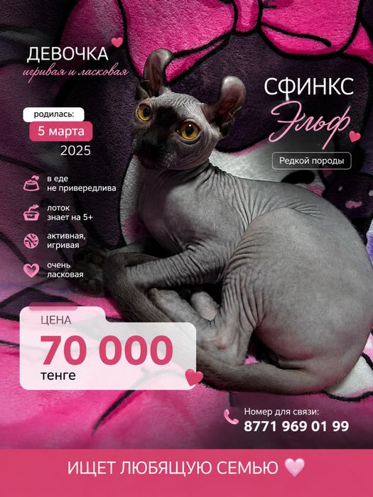 Сфинкс эльф порода