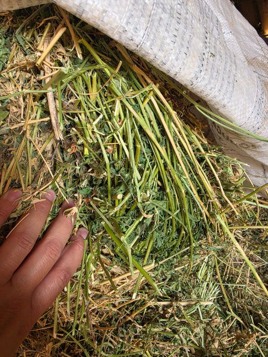 Baloti de lucerna coasa a 4 a
