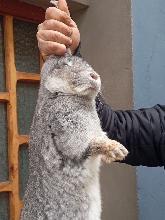 Iepuroaica tânără