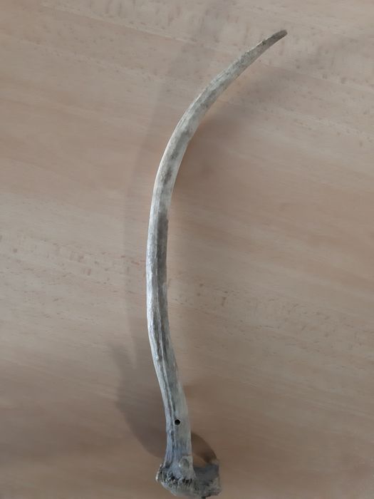 Еленови рога - различни размери