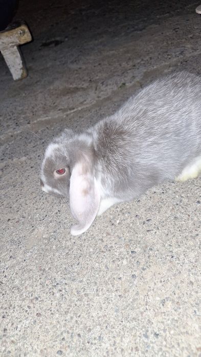 Кролики Баран(quyon)(baran)