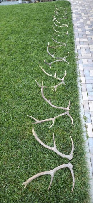 Vand trofee+coarne de lopatar,carpatin,caprior,capra neagra.8 poze