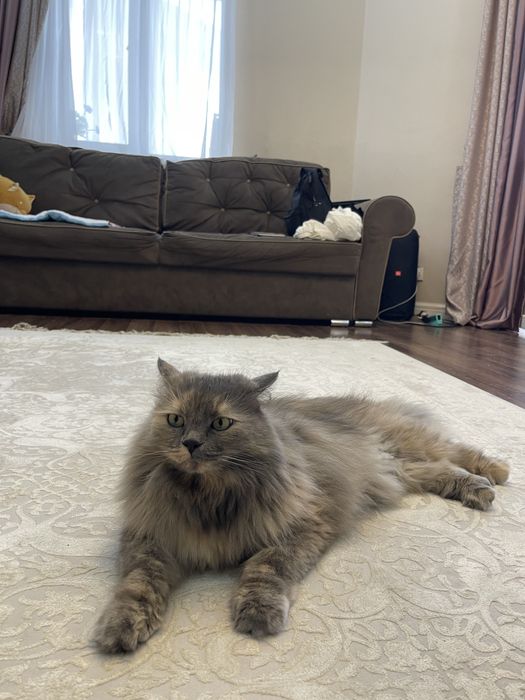 Отдам кошку в добрые руки