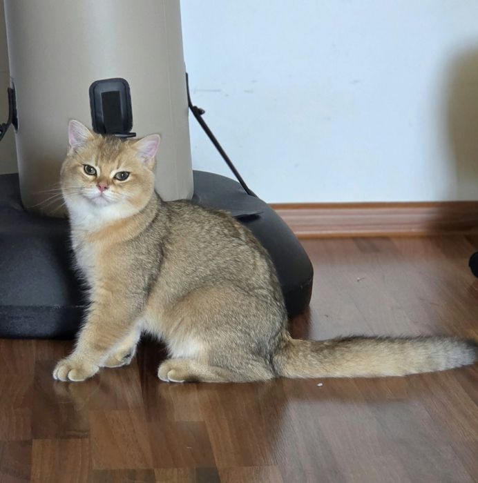 British shorthair golden