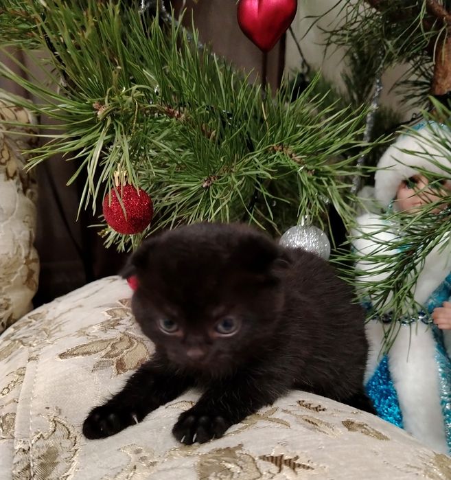 Продается кошечка