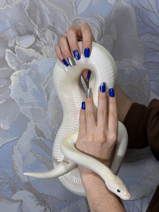 Самка королевского питона.