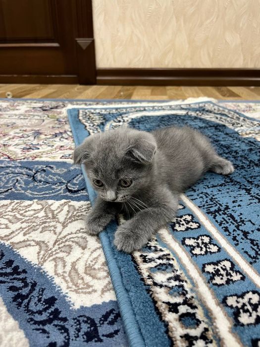 Mushukchalar sotiladi keliwtirib beraman hamma parodalaridan bor