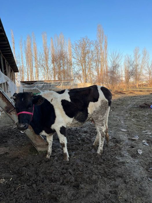 Она бола сигир 3-4 литр