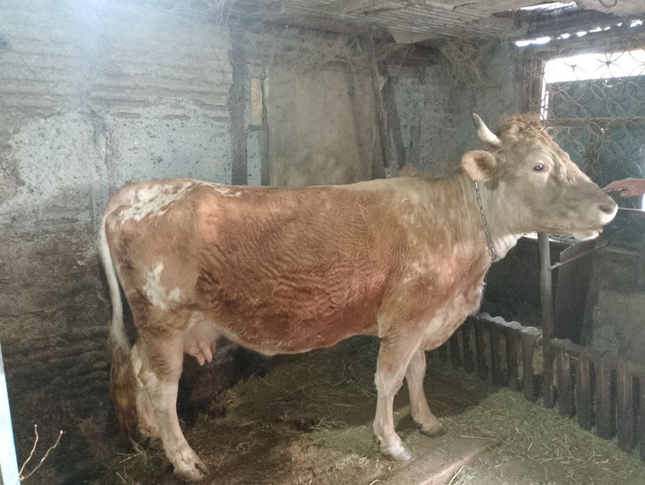 Продам корову стельную