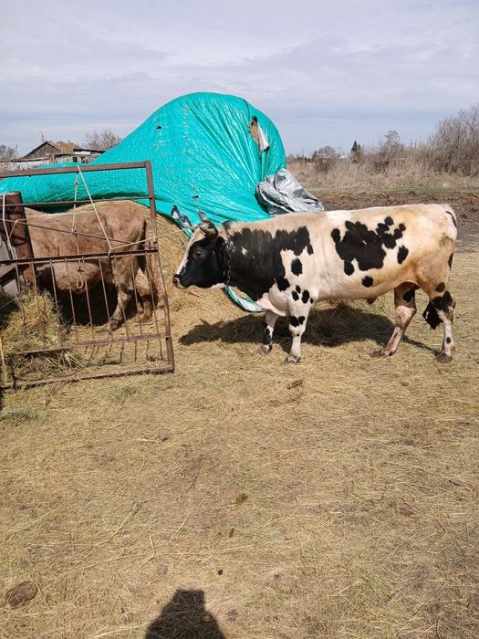 Продам быка наплемя