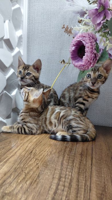 Бенгальские котята