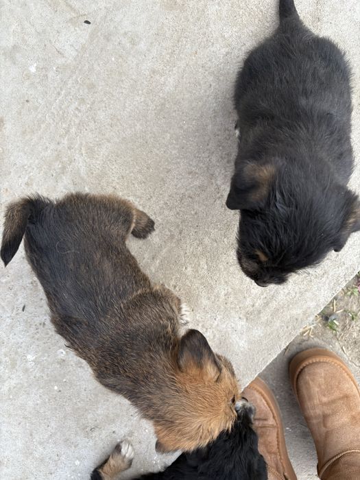 cateii adoptie URGENT