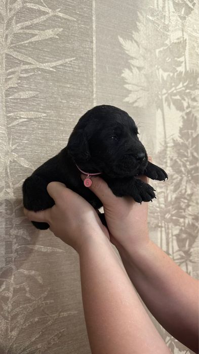 Бронь щенков лабрадора