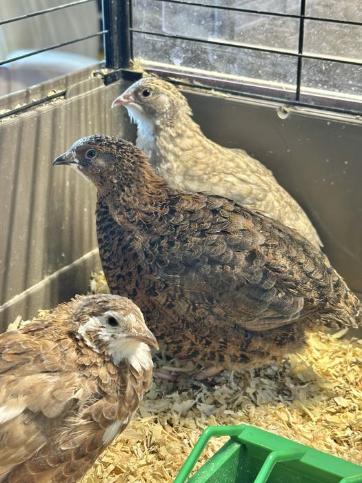 Oua incubat prepelite Celadon