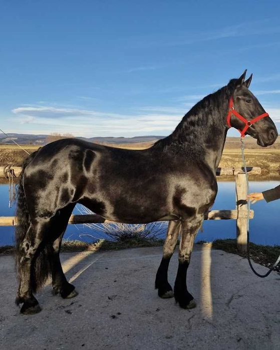 De vânzare: Iapă Friesian (7 ani) și Mânz (2 ani)  preț redus ambii 12.000 euro – Snagov, Ilfov