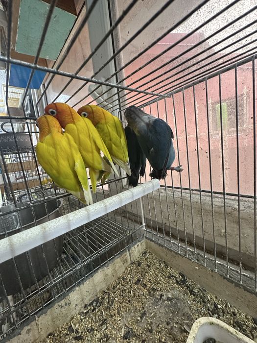 Agapornies culori variate